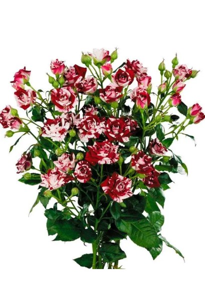 Троянда бордюрна ’Флеш Найт’ в букеті